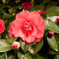 Buy canvas prints of Pale red camelia surrounded by buds by Sally Wallis
