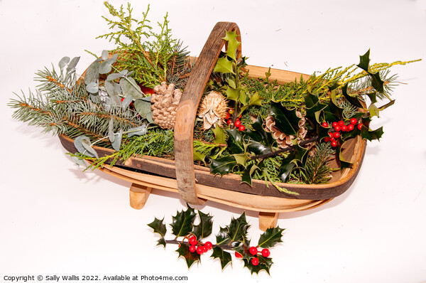 Trug with cut greenery for decorations Picture Board by Sally Wallis