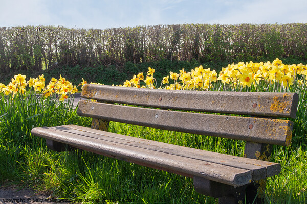 Bench among daffodils Picture Board by Sally Wallis