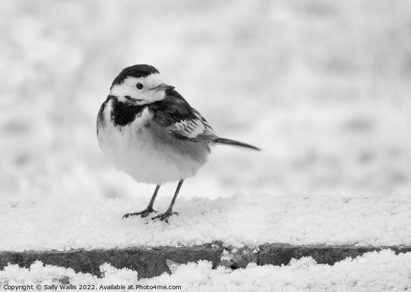 pied wagtail in the snow Picture Board by Sally Wallis