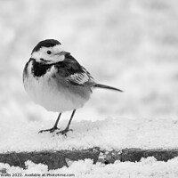 Buy canvas prints of pied wagtail in the snow by Sally Wallis