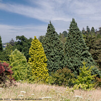 Buy canvas prints of Contrasting conifers by Sally Wallis