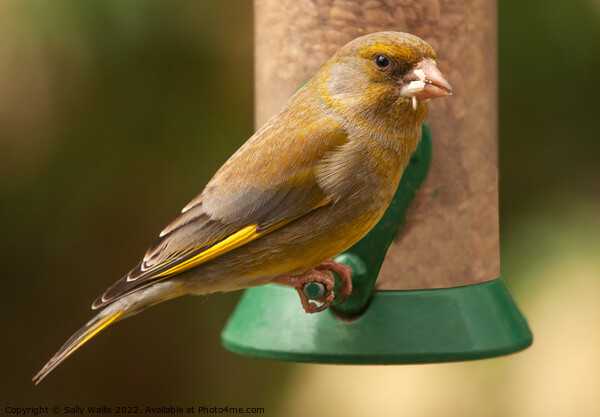 Greenfinch with seeds in his mouth Picture Board by Sally Wallis
