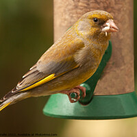 Buy canvas prints of Greenfinch with seeds in his mouth by Sally Wallis