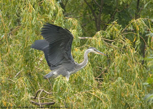 Heron taking off Picture Board by Sally Wallis