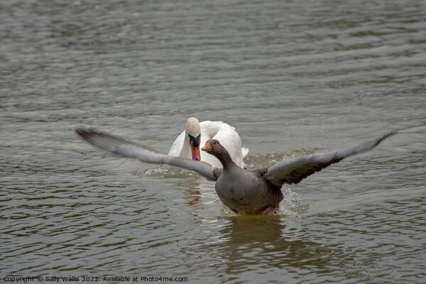 Greylag goose takes off to escape swan Picture Board by Sally Wallis