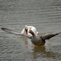 Buy canvas prints of Greylag goose takes off to escape swan by Sally Wallis