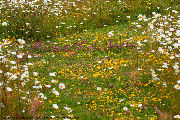 Wildflower meadow path Picture Board by Sally Wallis