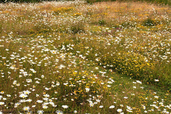 Wild flower meadow in early summer Picture Board by Sally Wallis
