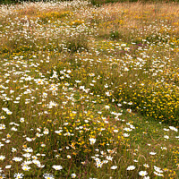 Buy canvas prints of Wild flower meadow in early summer by Sally Wallis