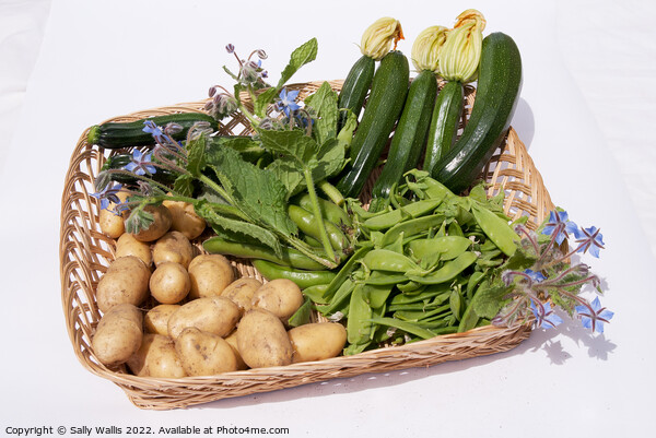 Basket of garden vegetables Picture Board by Sally Wallis