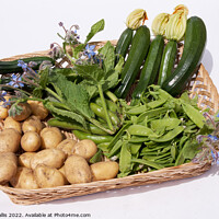 Buy canvas prints of Basket of garden vegetables by Sally Wallis
