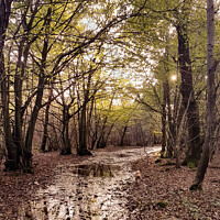 Buy canvas prints of flooded path by Sally Wallis