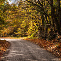 Buy canvas prints of Sussex country lane in Autumn by Sally Wallis