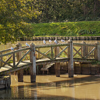Buy canvas prints of Seagulls perched on rustic bridge by Sally Wallis