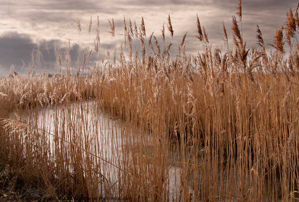 Frozen dyke on Pevensey marshes Picture Board by Sally Wallis