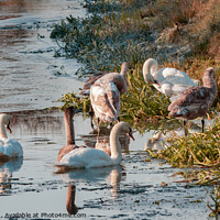 Buy canvas prints of Swans preening in icy water by Sally Wallis