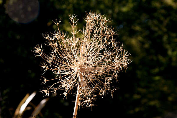 Sunshine on Alium seed head Picture Board by Sally Wallis