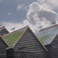 Buy canvas prints of Seagulls on Hastings fishing huts by Sally Wallis