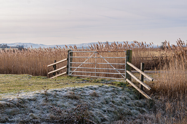 Pevensey Marshes frosted gate Picture Board by Sally Wallis