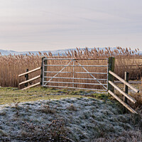 Buy canvas prints of Pevensey Marshes frosted gate by Sally Wallis