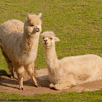 Buy canvas prints of Llamas enjoying sunbathe by Sally Wallis