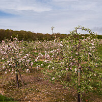 Buy canvas prints of Cherry Orchard by Sally Wallis