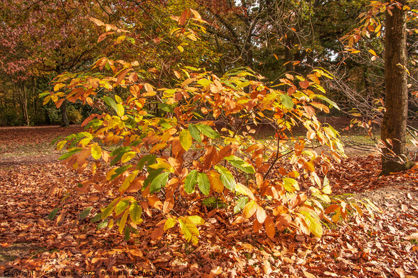 Small chestnut bush turning colour Picture Board by Sally Wallis