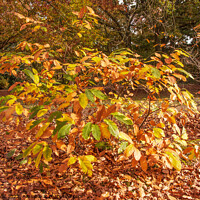 Buy canvas prints of Small chestnut bush turning colour by Sally Wallis
