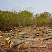Buy canvas prints of Logging in Sussex Woodland by Sally Wallis