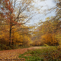 Buy canvas prints of Autumn Forest crossroads by Sally Wallis