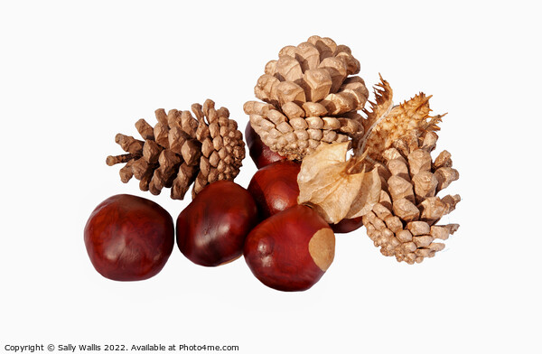 Conkers & cones Picture Board by Sally Wallis