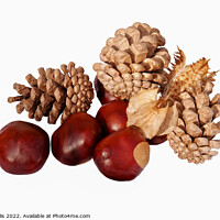 Buy canvas prints of Conkers & cones by Sally Wallis