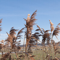 Buy canvas prints of Elephant grass plumes by Sally Wallis