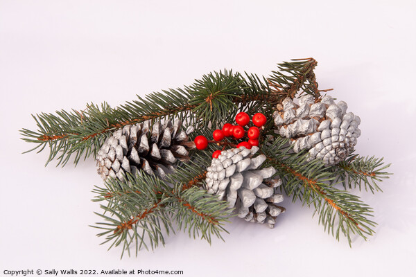 Pine-cones & blue Juniper with berries Picture Board by Sally Wallis