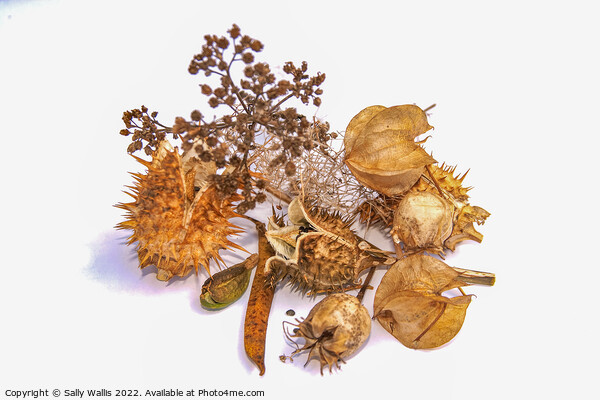 Study in brown - autumn seed heads Picture Board by Sally Wallis