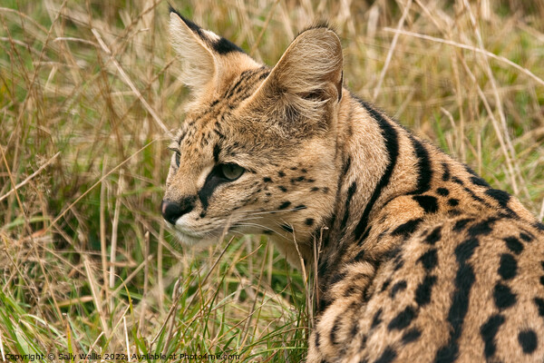 Side portrait of a Serval Cat Picture Board by Sally Wallis