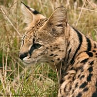 Buy canvas prints of Side portrait of a Serval Cat by Sally Wallis