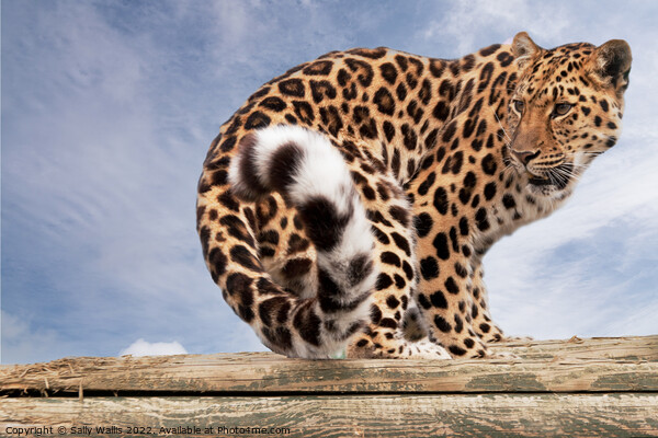 Amur Leopard on logs Picture Board by Sally Wallis