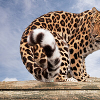 Buy canvas prints of Amur Leopard on logs by Sally Wallis