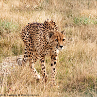 Buy canvas prints of Cheetah loping  by Sally Wallis