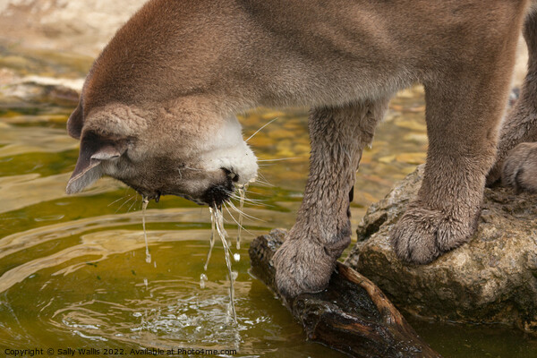 Puma drinking Picture Board by Sally Wallis