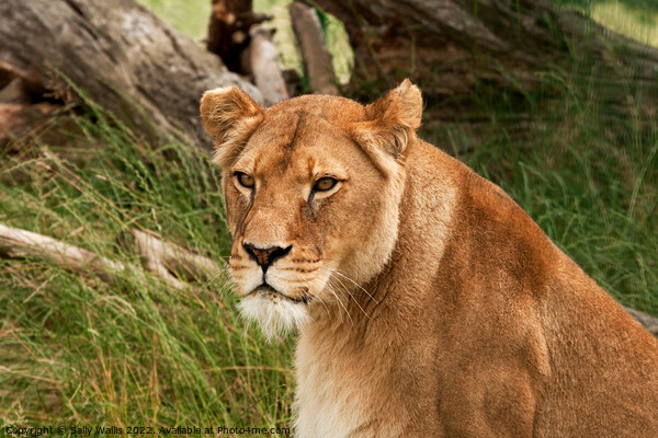 Head and shoulders of a lioness Picture Board by Sally Wallis