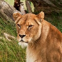 Buy canvas prints of Head and shoulders of a lioness by Sally Wallis
