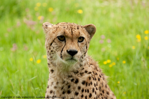 Young Cheetah portrait Picture Board by Sally Wallis