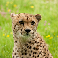 Buy canvas prints of Young Cheetah portrait by Sally Wallis