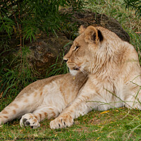 Buy canvas prints of Lioness at Ease by Sally Wallis