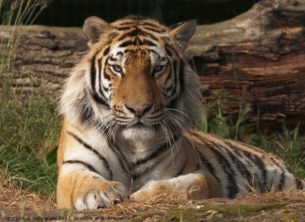 Bengal Tiger in Sunshine Picture Board by Sally Wallis