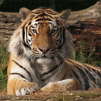 Buy canvas prints of Bengal Tiger in Sunshine by Sally Wallis