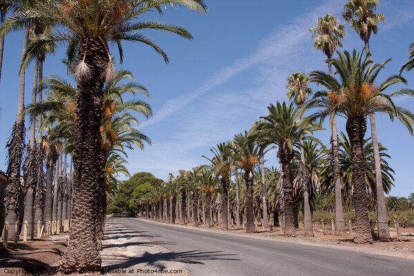 Road lined with date palms Picture Board by Sally Wallis